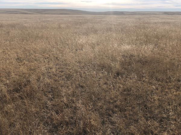 A large field of dry grass with mountains in the background.