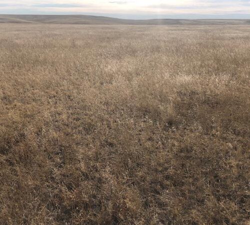 A large dry grass field with mountains in the background.