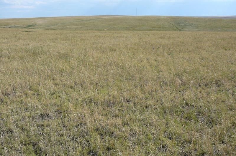 A large grassy field with a hill in the background.