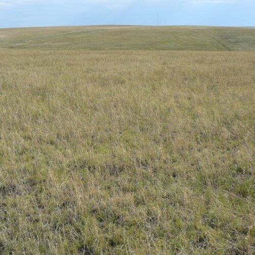 A large grassy field with a hill in the background