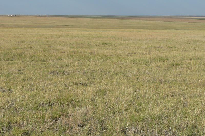 A large grassy field with a blue sky in the background.