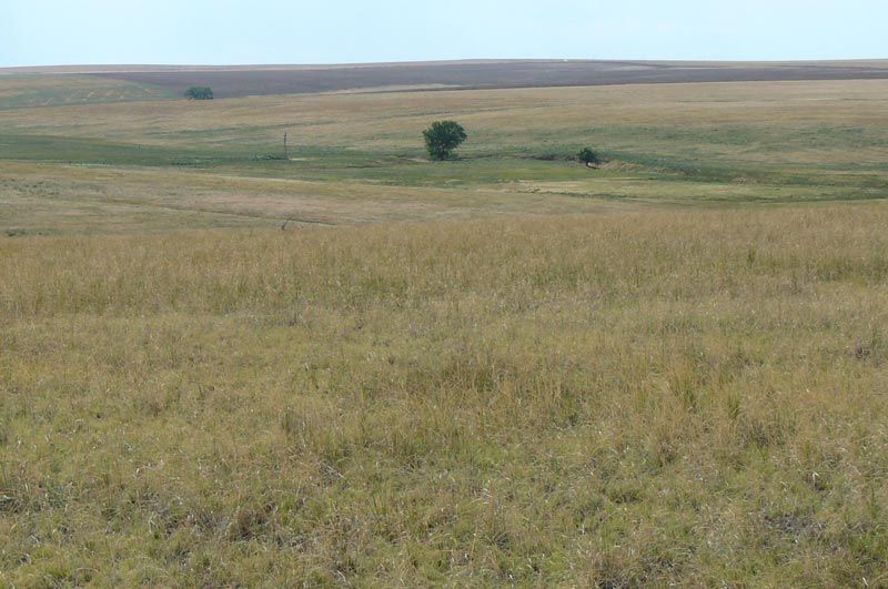 A large grassy field with a tree in the distance.