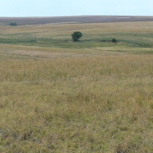 A large grassy field with a tree in the distance