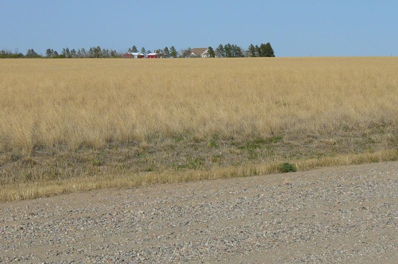 A gravel road with a field in the background