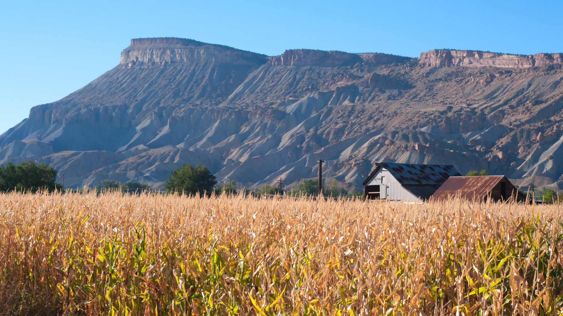 A field of corn with a mountain in the background