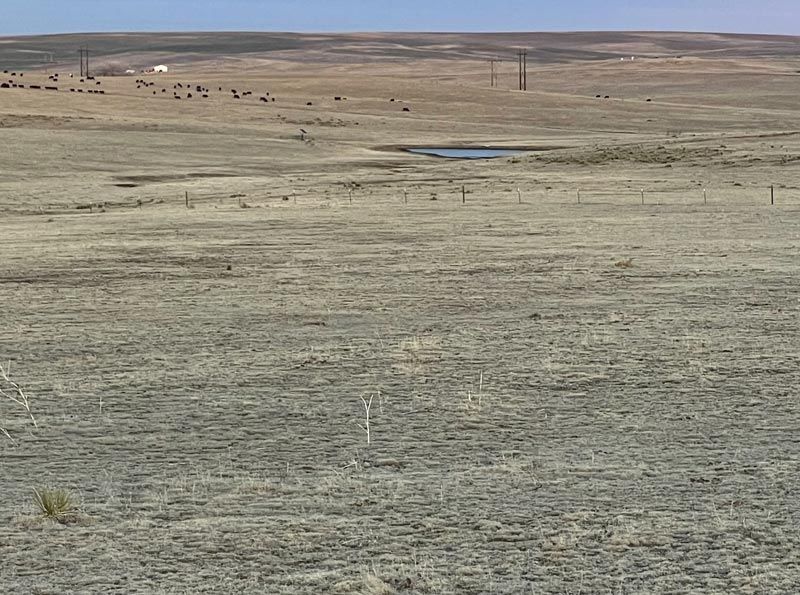 A large dry grass field with a small pond in the middle