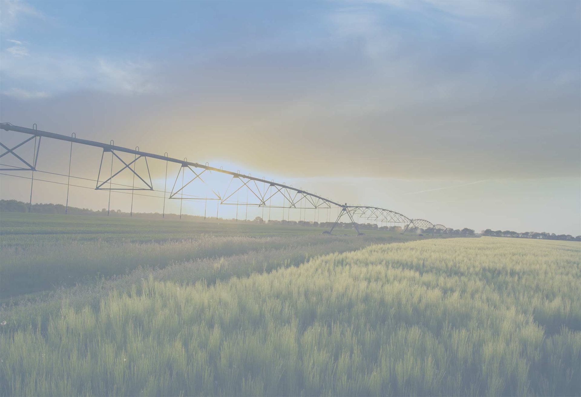 A row of irrigation systems in a field of wheat at sunset.