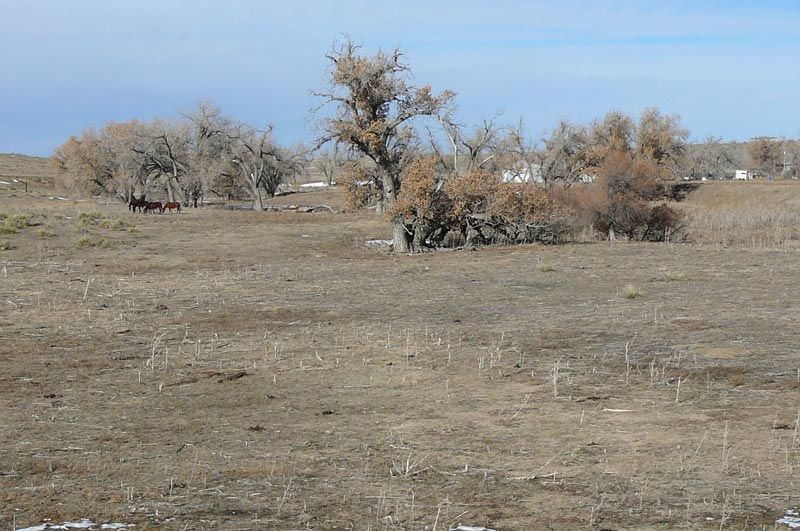 A field of dry grass with trees in the background