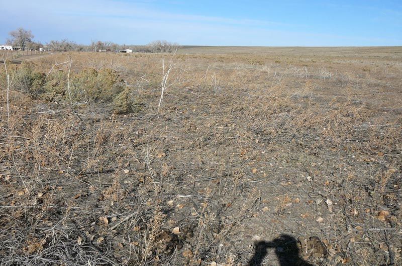 A shadow of a person is cast on the ground in a field