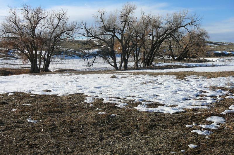 There is snow on the ground and trees in the background.