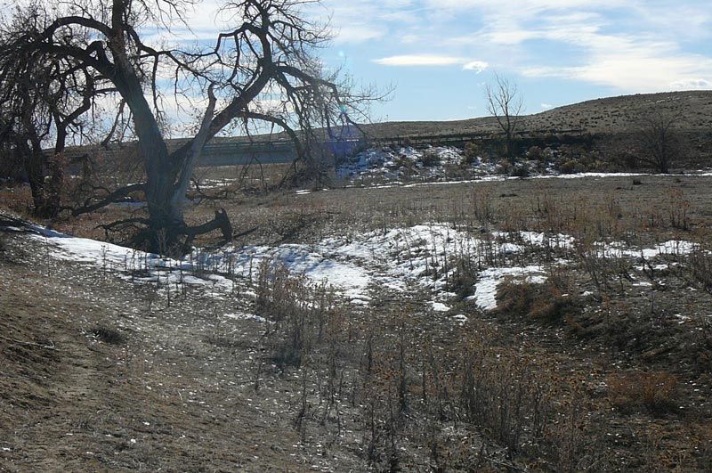 A tree in the middle of a snowy field