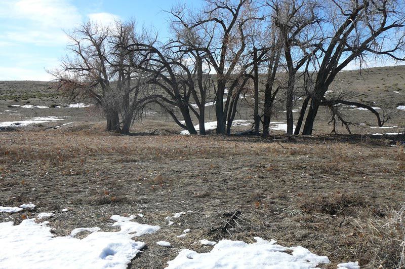 A field with snow on the ground and trees in the background