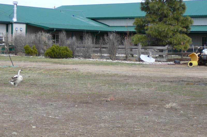 A duck is running in a field in front of a building with a green roof