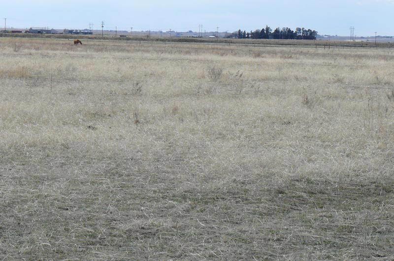 A horse is standing in the middle of a dry grass field.