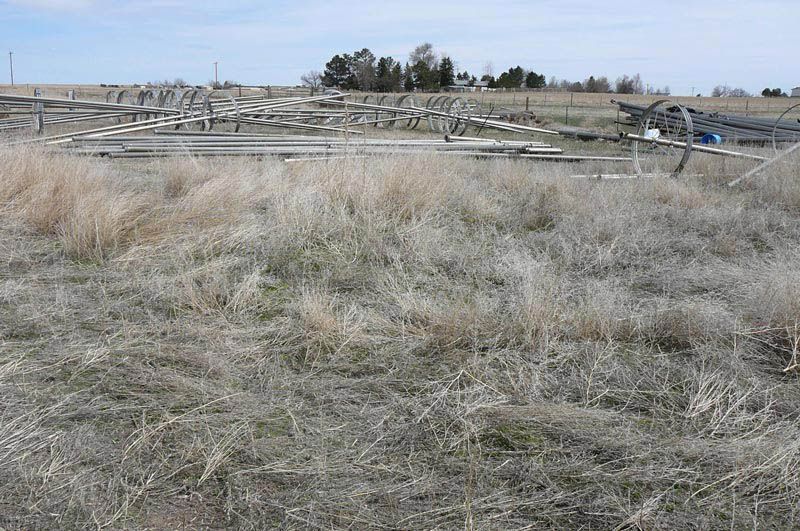 A field of dry grass with a wooden fence in the background.