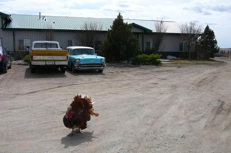 A chicken is running in a dirt road in front of a house