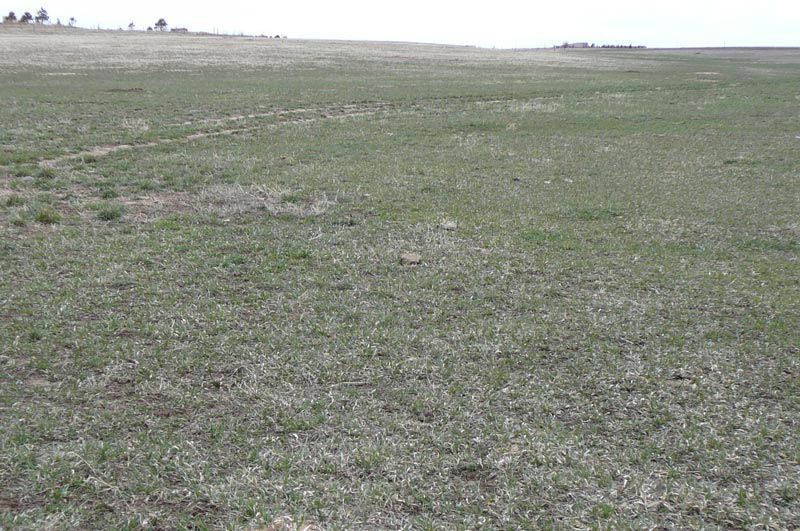 A large grassy field with trees in the background.