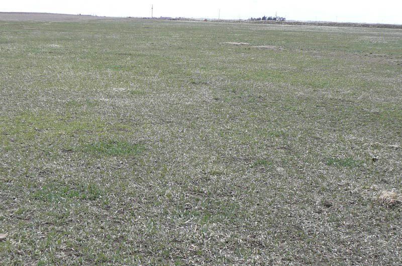 A large grassy field with a few trees in the background.