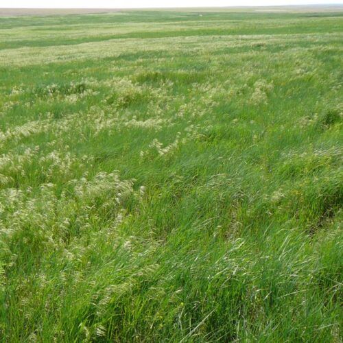 A field of tall grass with white flowers growing in it