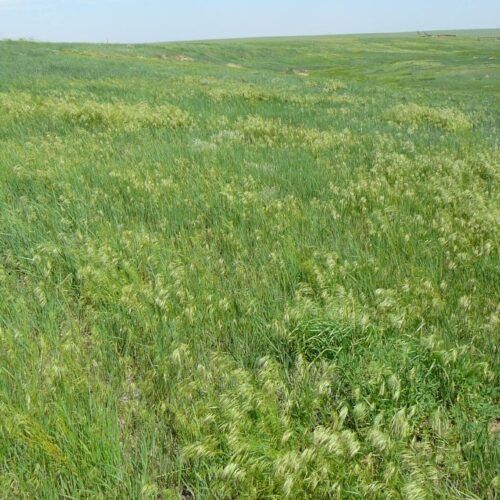 A field of tall grass with a blue sky in the background