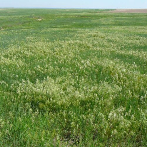 A field of green grass with white flowers in the middle