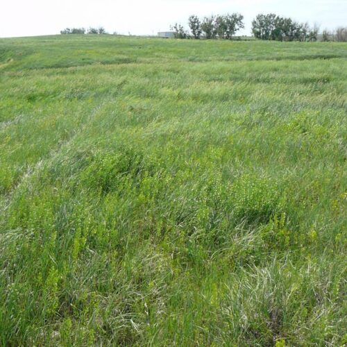 A field of tall grass with trees in the background