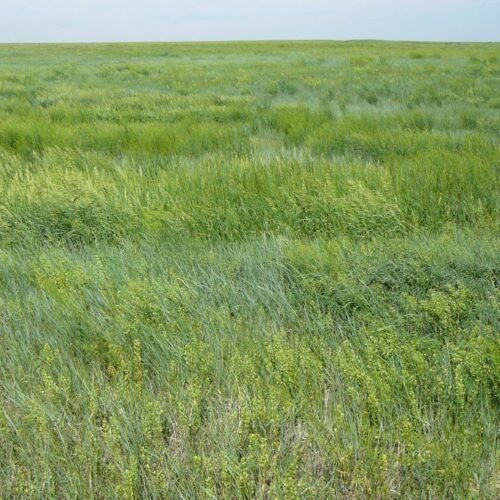 A field of tall grass with a blue sky in the background