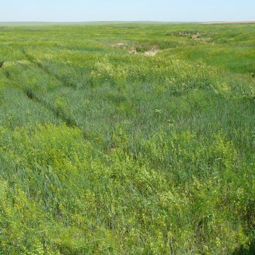 A field of green grass with a blue sky in the background