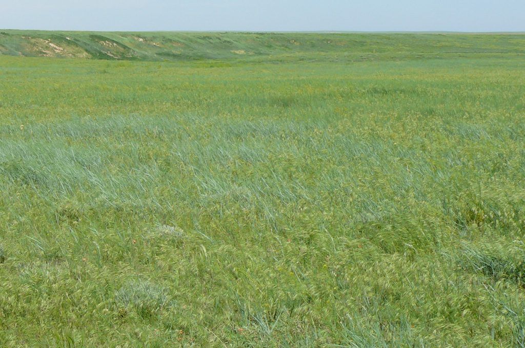 A large green field with a blue sky in the background