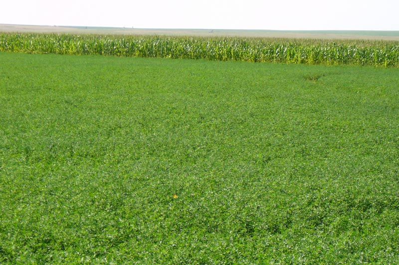 A field of green grass with a white sky in the background.