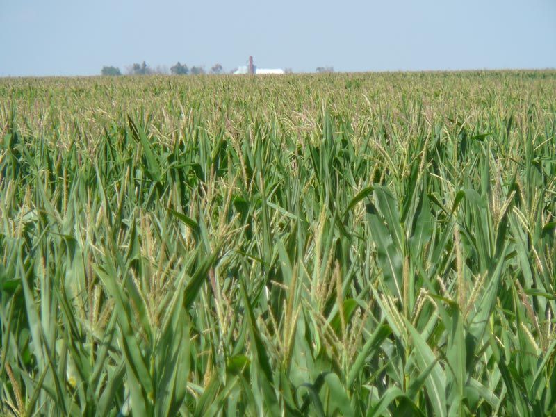 A field of corn with a farm in the background.