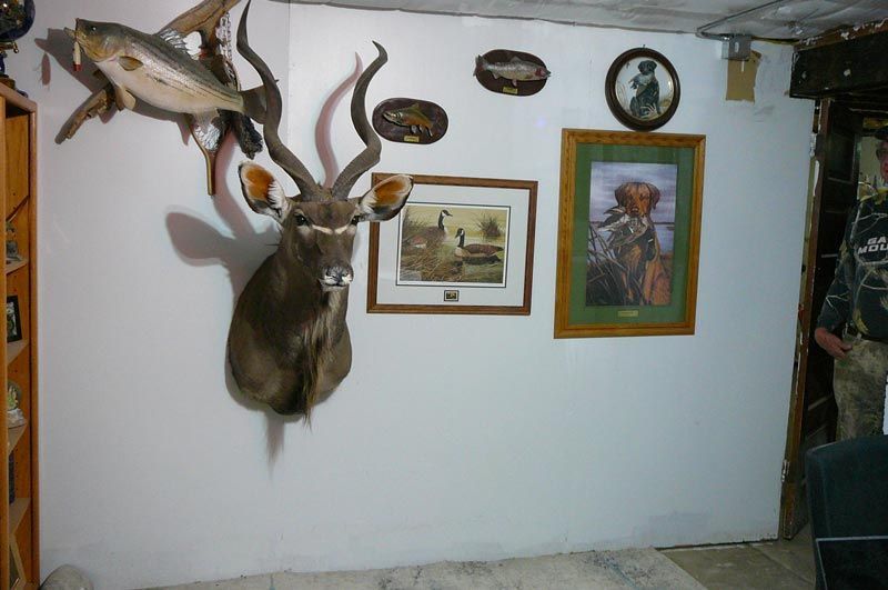 A deer head is hanging on a wall next to a fish