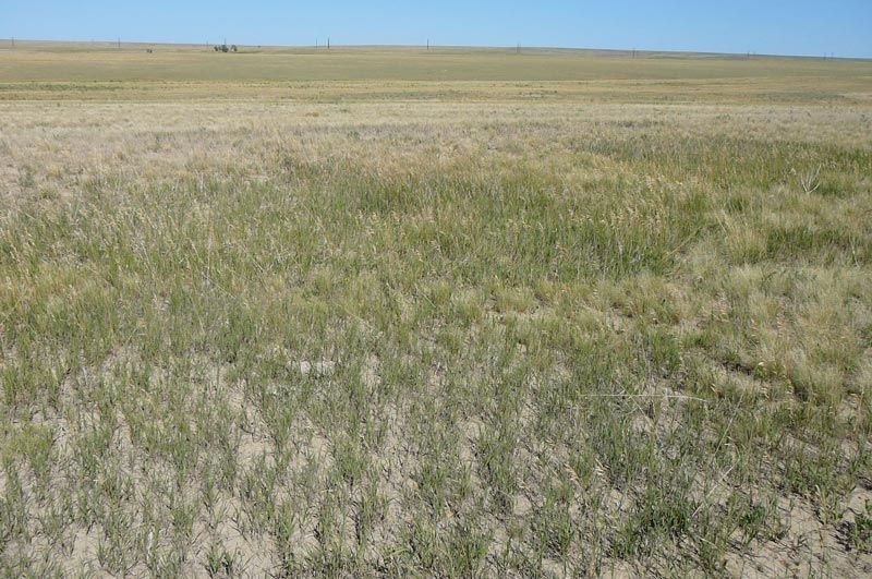 A large grassy field with a blue sky in the background