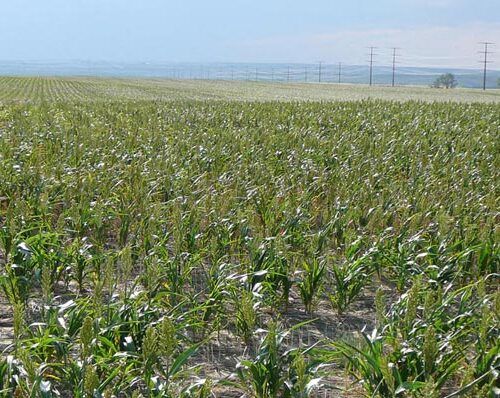 A field of corn plants with a blue sky in the background.