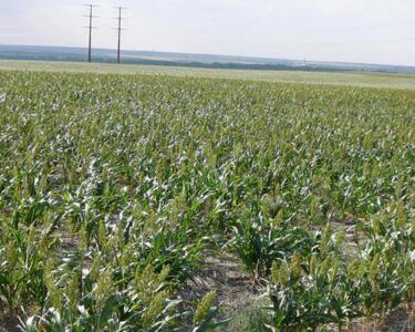 A field of corn plants with power lines in the background