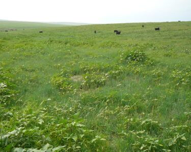 A field of grass with a few cows in it