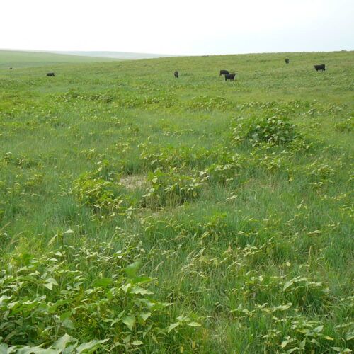 A herd of cows are grazing in a grassy field.