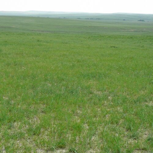 A large grassy field with a white sky in the background