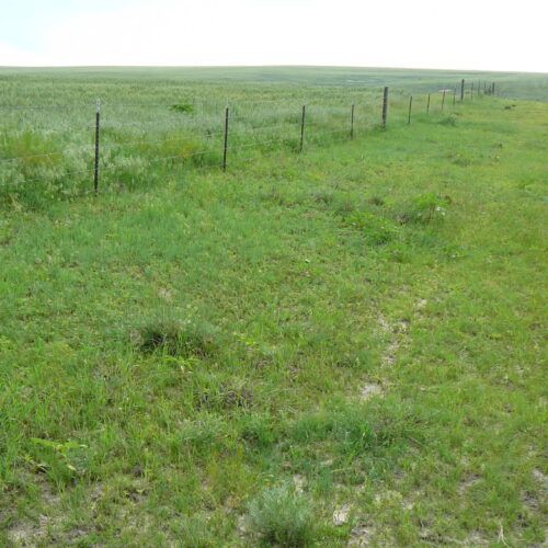 A grassy field with a fence in the background