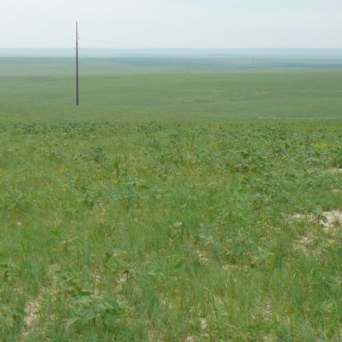 A large grassy field with a power pole in the distance.