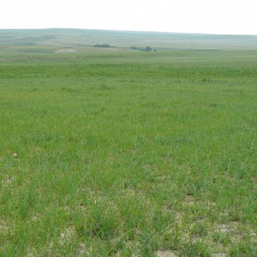 A large grassy field with a white sky in the background