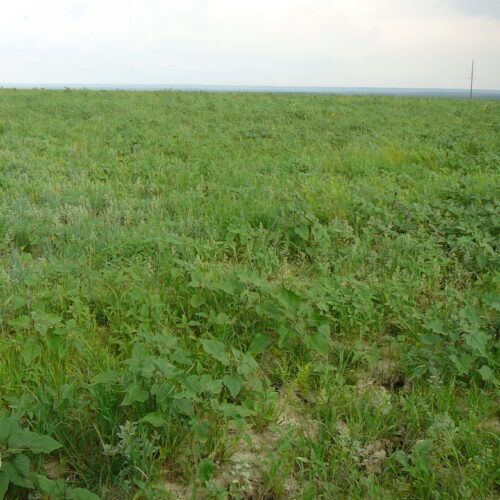 A field of green grass with a cloudy sky in the background