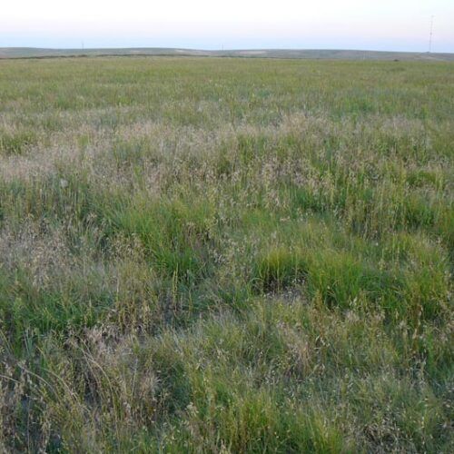 A field of tall grass with a blue sky in the background