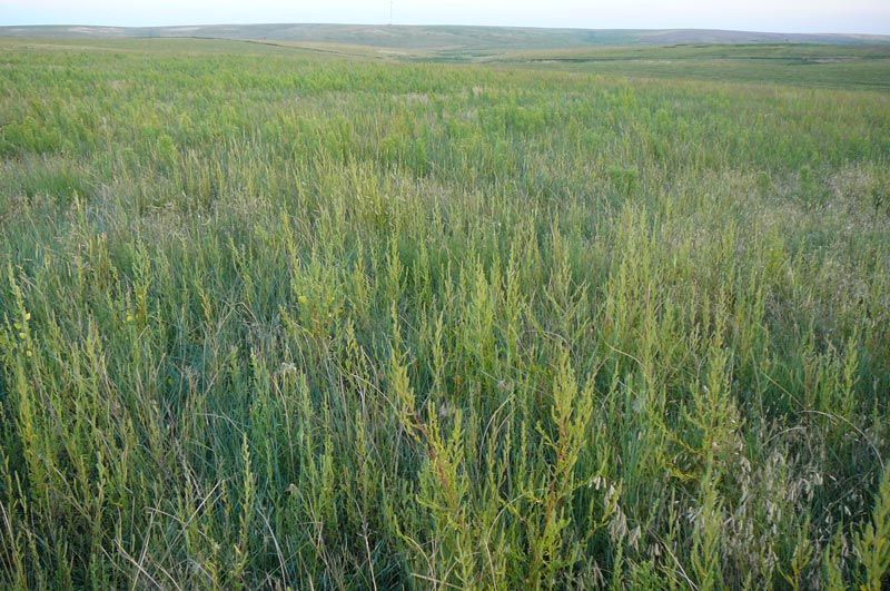 A field of tall grass with a blue sky in the background.