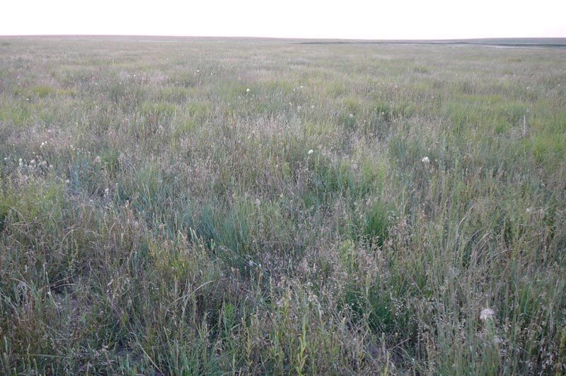 A large grassy field with a white sky in the background.