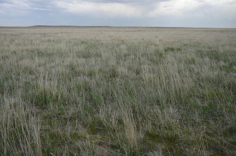 A large grassy field with a cloudy sky in the background.