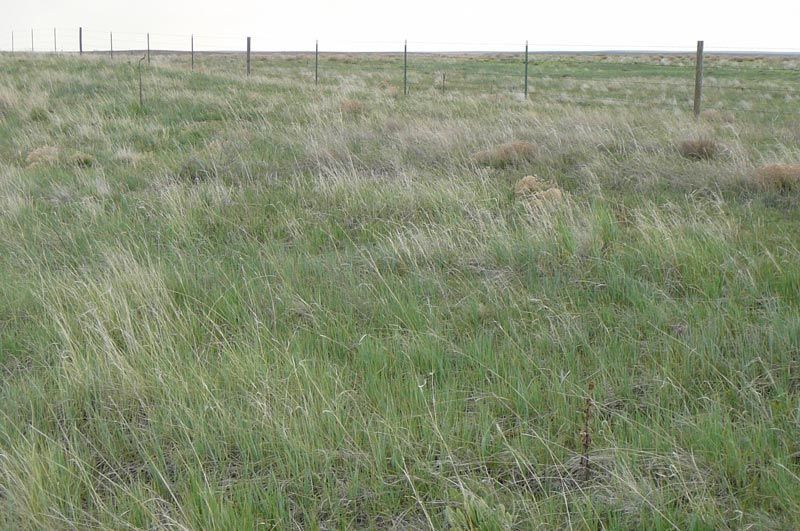 A field of tall grass with a fence in the background.