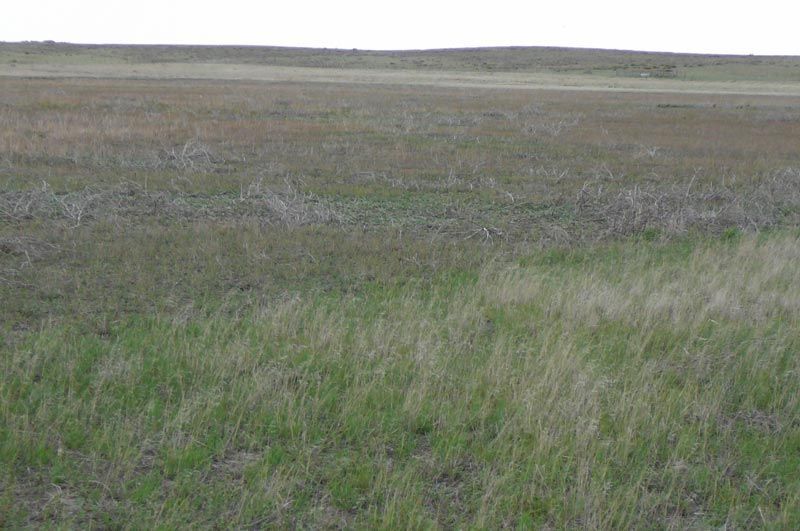 A large grassy field with a white sky in the background.