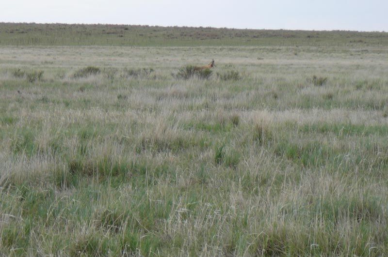 A large grassy field with a few trees in the background.