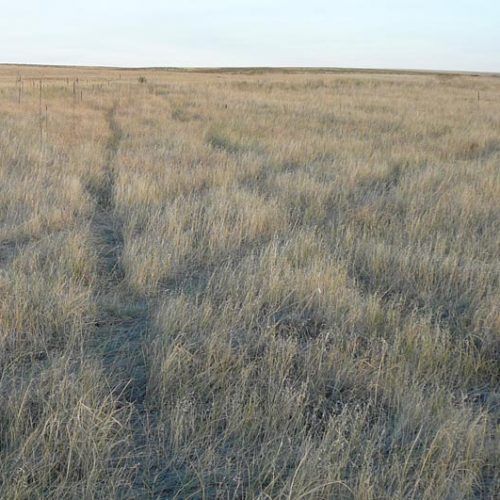 A field of dry grass with a path going through it